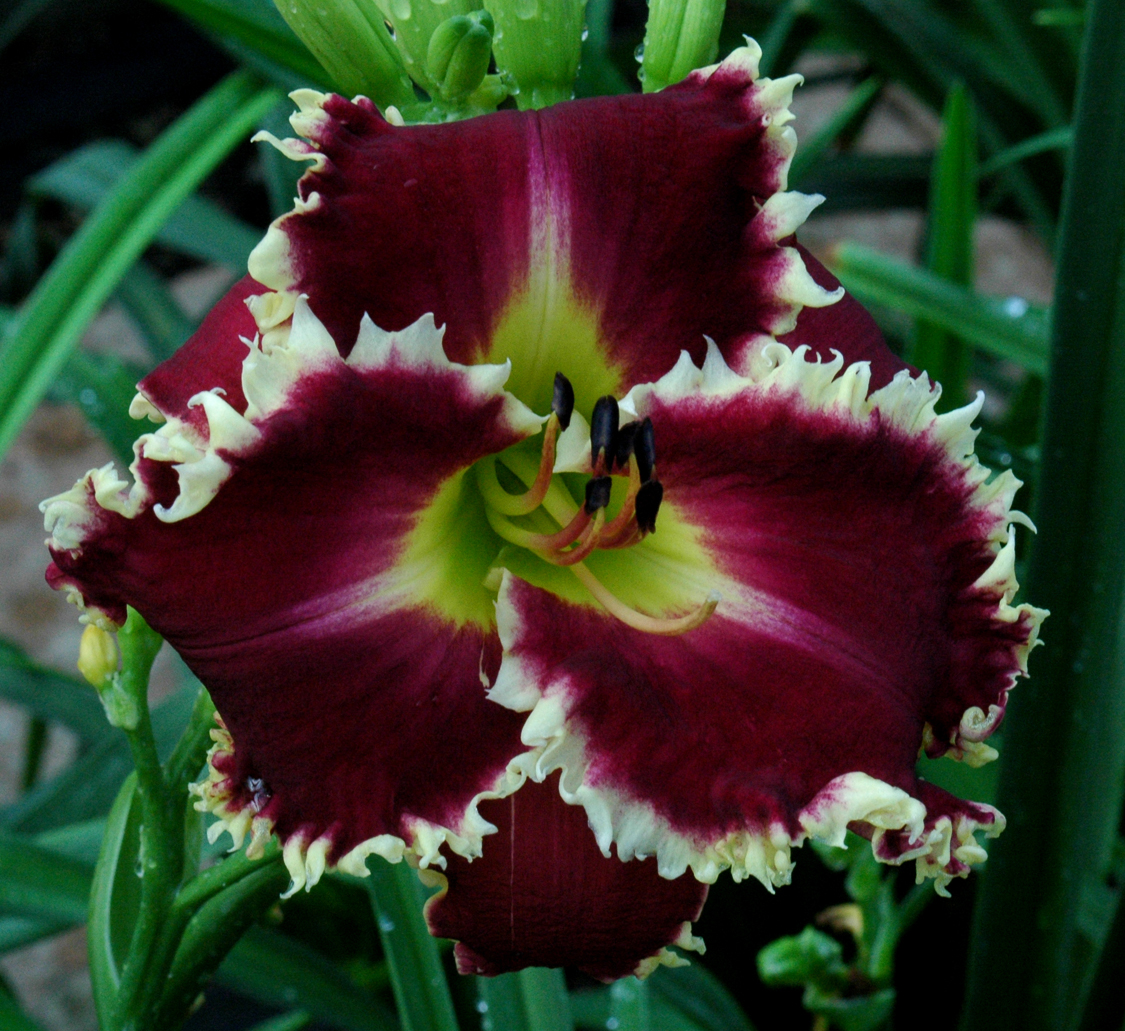 Cross Border Daylilies