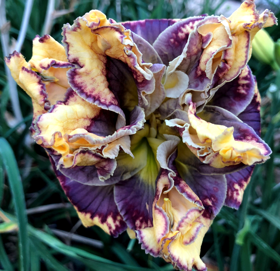 Space X, Daylily